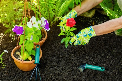 Professionally trimmed hedges in a Waterloo garden