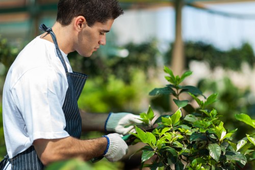 Proper hedge trimming techniques demonstration