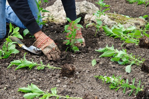 Waterloo gardener using organic compost in raised garden beds
